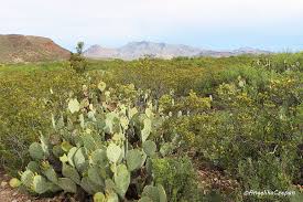 Search for cheap and discounted hotel and motel rates in or close to hondo, tx for. Big Bend Nationalpark Sehenswurdigkeiten Und Trails