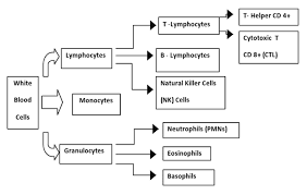 good basic flow chart nursing mnemonics pharmacy school