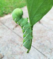 The science of companion planting offers new ways to understand old gardening wisdom. Green Caterpillars Eating Tomato Plants Tobacco And Tomato Hornworms