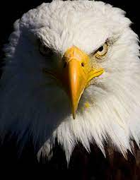 American Eagle Animals Desktop Wallpapers Download Animals Hd Wallpapers And Desktop Backgrounds Pictures Images Eagle Wallpaper Eagle Pictures Eagle Images