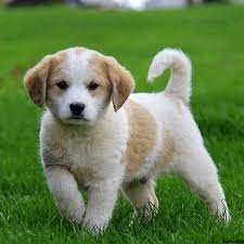 The great pyrenees mix is not a purebred dog. Great Pyrenees Mix Puppies For Sale Greenfield Puppies