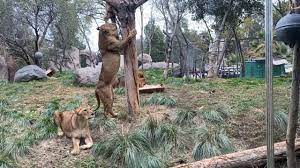 368,928 likes · 3,099 talking about this · 354,303 were here. Parque Zoologico Buin Zoo Chile Live Facebook