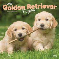 Golden Retriever Puppies 2020 12 X 12 Inch Monthly Square Wall Calendar Animals Dog Breeds Golden Puppies Browntrout Publishers Inc Browntrout Publishers Editing Team Browntrout Publishers Design Team Browntrout Publishers Design Team Are you an owner of a golden retriever puppy? golden retriever puppies 2020 12 x 12