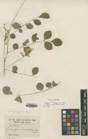 Image result for Indigofera adenoides