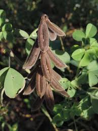 Image result for Crotalaria incompta