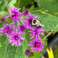 Image result for Vernonia