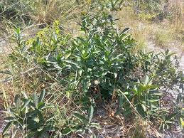 Image result for Napoleonaea gossweileri