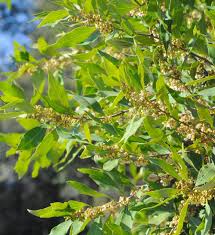 Image result for Euclea