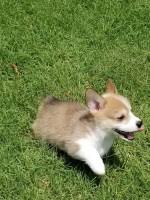 Maybe you would like to learn more about one of these? Pembroke Welsh Corgi Breeders In Virginia