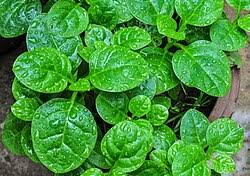 Image result for Basella