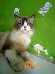 Harga kucing persia di atas berkisar rp 3.000.000 sampai rp. Kucing Anggora Jantan Umur 9 Bulan Warna Abu Abu Campur Putih Mata Biru Terang A Pekanbaru Jualo