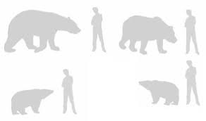 does anyone else think bear form is too small or something