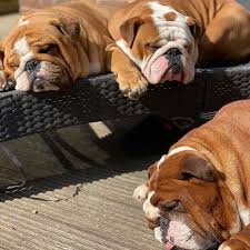 The king komb bulldog brush works just as well for french bulldogs as it does with english bulldogs. The Great British Bulldog On Instagram Too Much Cuteness Dollyandlenny1 To Feature Your Bulldog Shareabull Th In 2020 Best Dog Breeds Dogs Bulldog