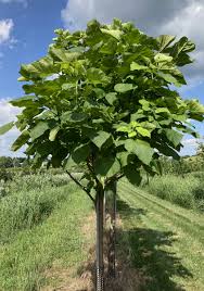 Image result for Catalpa
