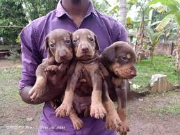 If owners want to crop at a veterinarian other than. Doberman Kerala Posts Facebook