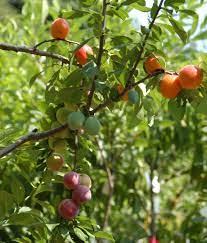 A seedling avocado can take 10 or more years to fruit. The Gift Of Graft New York Artist S Tree To Grow 40 Kinds Of Fruit The Salt Npr