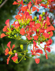 Image result for Stemodiopsis rivae