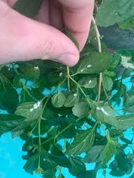 Image result for puklice na orchideích obrázek