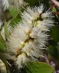 Image result for Melaleuca quinquenervia