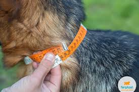 Step 1) pace four fingers behind the dog's front legs for harnesses sized 0 to 4, and two fingers for harnesses sized baby 1 and baby 2. How To Measure Your Dog For A Harness Love Ferplast