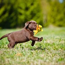 Labrador retriever puppy dog figurine brown chocolate lab schleich toy new /. Chocolate Labradors Die Earlier Than Yellow Or Black And Have More Disease