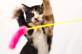 Meoowzresq holds adoption fairs in multiple locations with many adorable cats and kittens available at each one. Rare Male Calico Kitten Gets A Home