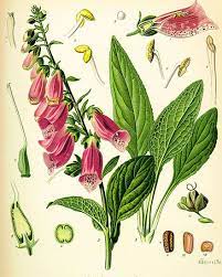 Pin On Flowering Plant Id