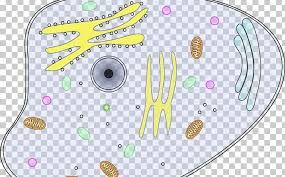 This mystery was the requirement of integrity of cellular organisation for living phenomena to be demonstrated or observed. Cell Theory Plant Cell Cel Lula Animal Png Clipart Animal Area Cell Cell Biology Cell Culture