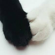 Kitty Luv We Touch To Be Touched Hug Is Body Language Cat Paws Vampire Cat Cats