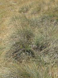 Image result for Sporobolus ioclados