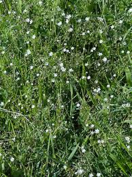 Image result for Spergula arvensis