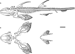 Gladbachus adentatus (middle devonian) coates et al., 2018 describe the results of his ct scans of gladbachus, an 80 cm, chondrichthyan without fin spines, noting A New Reconstruction Of Onychoselache Traquairi Comments On Early Chondrichthyan Pectoral Girdles And Hybodontiform Phylogeny Coates 2007 Palaeontology Wiley Online Library