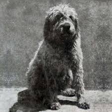 This is a ready to ship sculpture of a griffon. Wirehaired Pointing Griffon Dog Breed Information