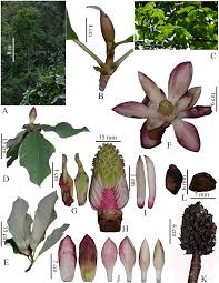 Image result for Achyrospermum laterale