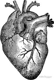 Related posts of anatomy of outer ear diagram. Vintage Heart Anatomy Sticker By Stilleskygger In 2021 Heart Anatomy Anatomical Heart Art Anatomical Heart Tattoo