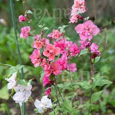 Most local florists have excellent websites that make ordering flowers easy. Clarkia Buy Organic Seeds Online Annual Flowers Sativa Online Shop