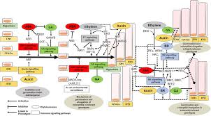 243,945 likes · 71,901 talking about this. Frontiers Promoter Architecture And Transcriptional Regulation Of Genes Upregulated In Germination And Coleoptile Elongation Of Diverse Rice Genotypes Tolerant To Submergence Genetics