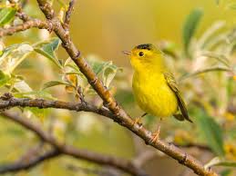 Migration Timing Changing In Different Ways For Birds At Point Reyes U S National Park Service