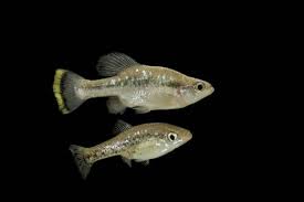 Image result for Disperis sp. nov. aff. bifida