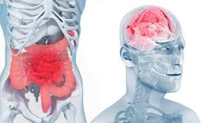 Epingle Sur Brain Ventre
