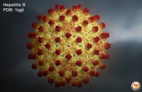 1 tahun/48 minggu • genotip 2, 3: Apa Itu Hbsag Pemeriksaan Tentang Hepatitis B