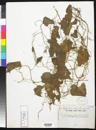 Image result for Dioscorea cotinifolia