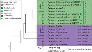 Image result for Eugenia natalitia