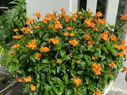 Image result for Crossandra fruticulosa