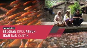 Selokan Desa Penuh Ikan Nan Cantik Youtube