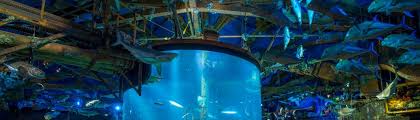 We did not find results for: Are There Any Aquariums In Branson Branson Travel Office