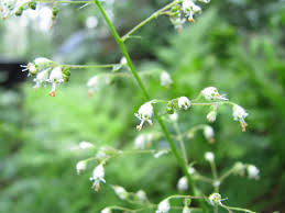 Image result for Habenaria villosa