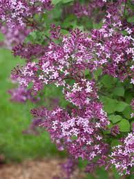 Fall In Love With Lilacs All Over Again Their Fragrance Flower Power And Sheer Variety Are Tough To Beat Lilac Varieties White Flower Farm Syringa