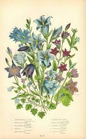 Antique Botanical Print Anne Pratt Bell Flower Campanula Victorian Flower Vintage Botanical Print Wild Flower Print 134 Vintage Botanical Prints Antique Botanical Print Botanical Prints