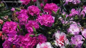Carnation Garden Spice Fuschia Dianthus Caryophyllus Carnations Dianthus Caryophyllus Landscaping Tips